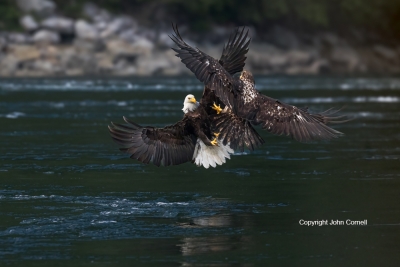 Bald-Eagle;British-Columbia;Canada;Eagle;Flying-Bird;Haliaeetus-leucocephalus;Ph